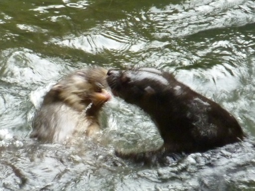 tux otter.JPG